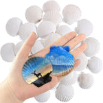 30 Pcs Natural Scallop Shells 2-3 inch