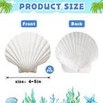 10PCS Large Natural Scallop Shells